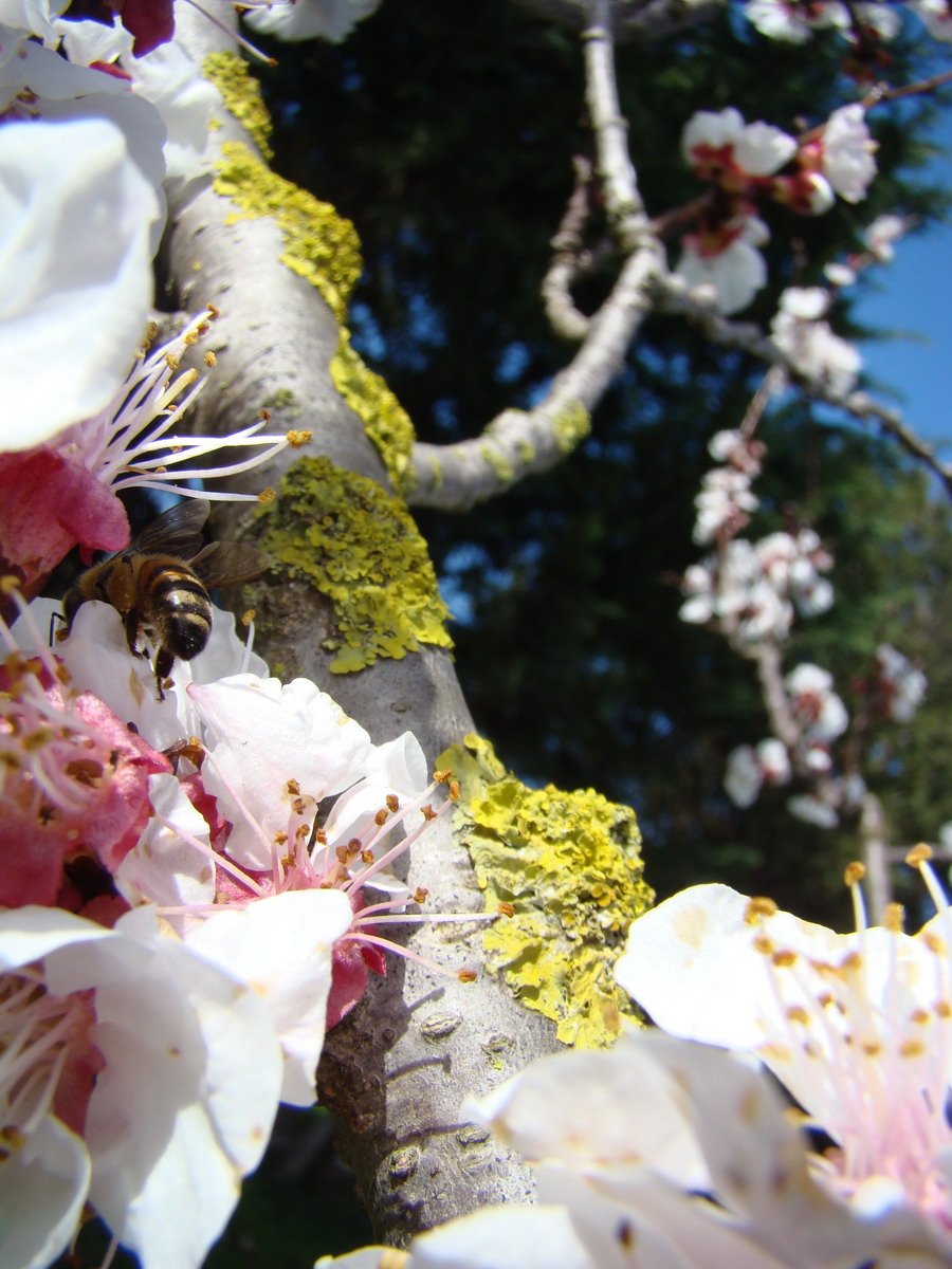 Sviluppo vegetale dell'' albicocco Prunus armeniaca